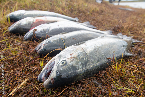 Five dead coho salmon fish on a river bank in Alaska