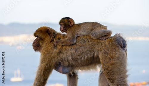 Mother and Baby Monkey, Barbary macaque at Rock of Gibraltar, UK. City and Sea in Background.