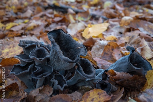 Craterellus cornucopioides - horn of plenty