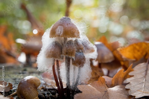 Fungi