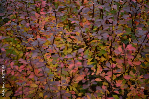 right colorful branches autumn colors red leaves of a shrub on a green background, kali dew on deep red leaves after rain, texture of autumn trees on bokeh background in city, green