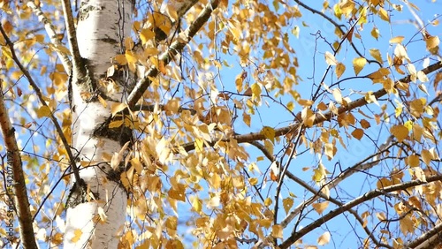 White birch tree with yellow leaves against blue sky, autumn nature, sunny weather in fall