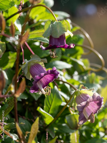 Cobaea Scandens, Cathedral Bell flowers, climbing plant native to tropical America, photographed in autumn at Wisley, Surrey UK. Flowers turn from green to purple. photo