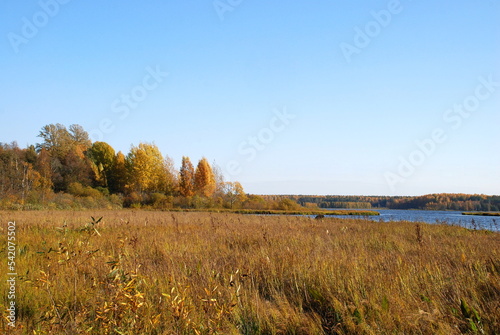 Autumn trees on the lake. Autumn sunny day, deciduous tall trees grow on the shore of the lake under the blue sky. The leaves on them turned yellow, red and orange coloring the landscape.