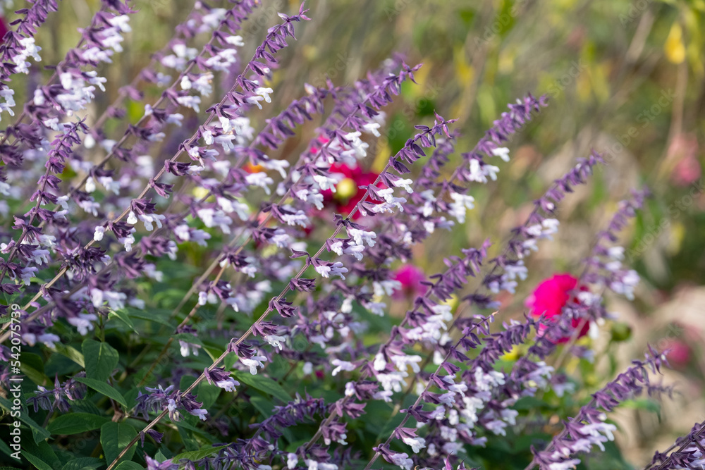 Fototapeta premium Flower bed filled with colourful purple and white long stemmed Phyllis Fancy salvia flowers, photographed in autumn in the garden at RHS Wisley, Surrey UK.