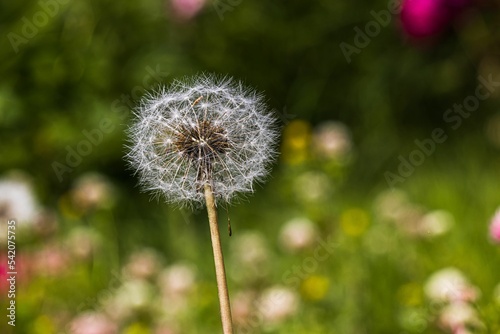 Beautiful view of the single dandelion in the field isolated on the natural background  close-up