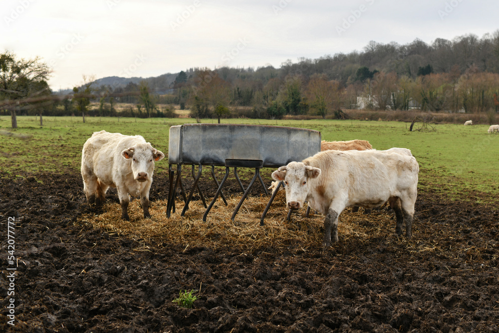 Beige cows graze on a field in Normandy Beige cows graze on a field in Normandy