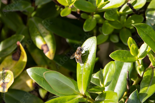 Honey Bee Resting on Leaf