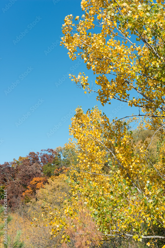 Fototapeta premium scenic view in autumn