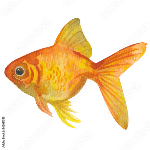 Watercolor hand drawn illustration with isolated goldfish
