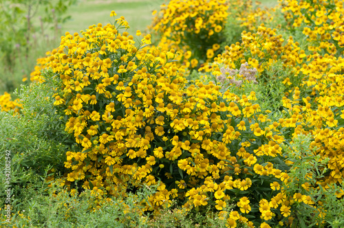 Helenium or sneezeweed