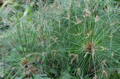 Fotografia grass background