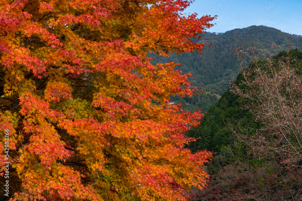 Maple leaves turned red in Fukuoka city, JAPAN. Maple leaves turned red in Fukuoka city, JAPAN.