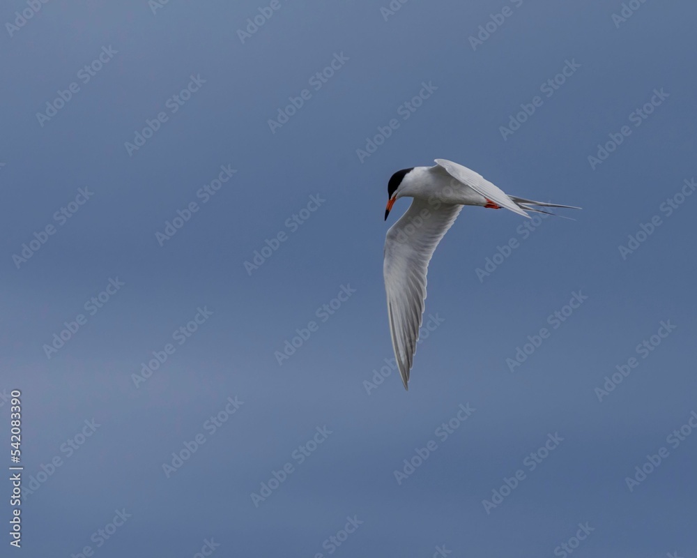Obraz premium Flight roseate tern bird flying in the blue sky