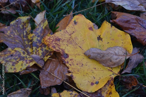 autumn leaves on the ground