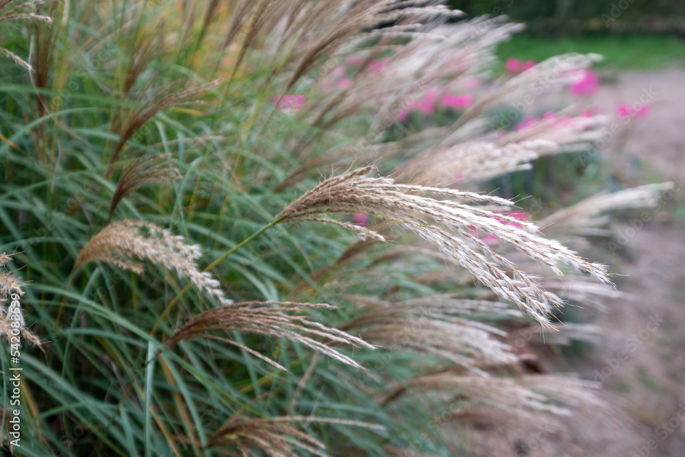 Ornamental grass by the name Miscanthus Sinesis Gnome, photographed in autumn at RHS Wisley garden in Surrey UK. Pink flowers in the background. Ornamental grass by the name Miscanthus Sinesis Gnome, photographed in autumn at RHS Wisley garden in Surrey UK. Pink flowers in the background.