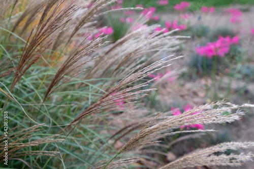 Ornamental grass by the name Miscanthus Sinesis Gnome, photographed in autumn at RHS Wisley garden in Surrey UK. Pink flowers in the background. photo