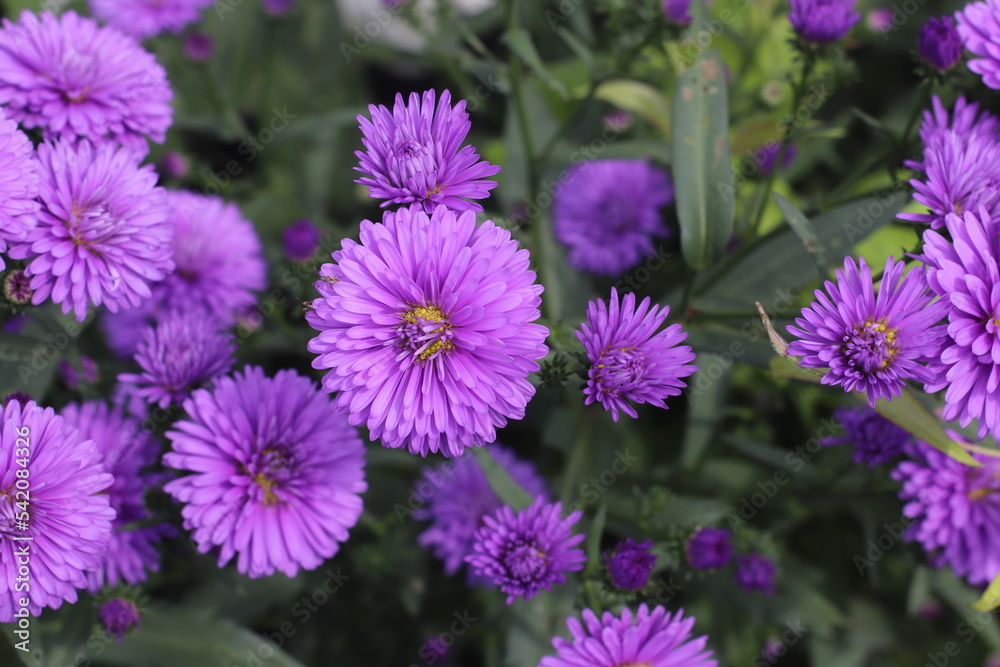flowers in the garden flowers in the garden