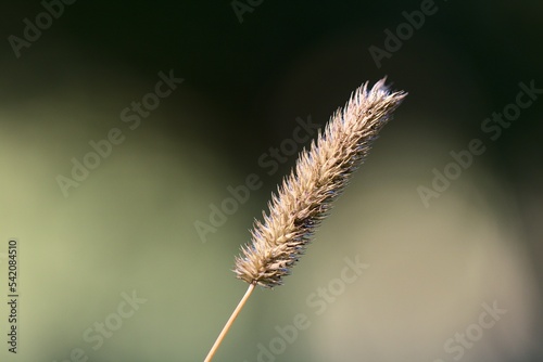 Closeup shot of the grass flower