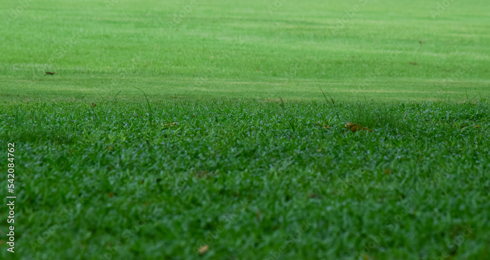 The football field is a green lawn. The football field is a green lawn.