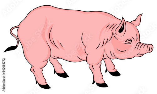 Farming Pig Vector Illustration - Farm, Domestic Animal Pig