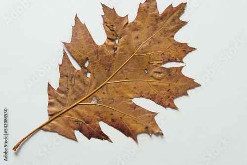 autumn oak leaf on blank paper