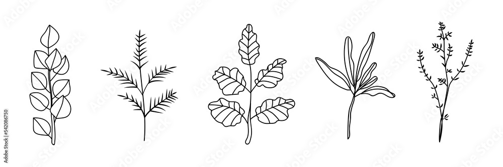 Set of many drawn plants on white background Set of many drawn plants on white background