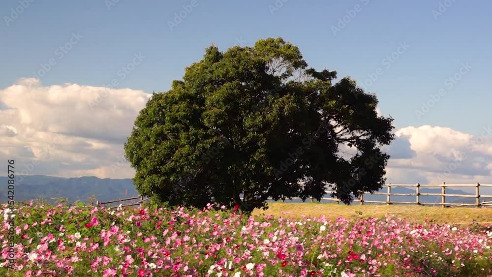 風にゆれる阿蘇のコスモス　西原村