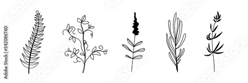 Set of many drawn plants on white background