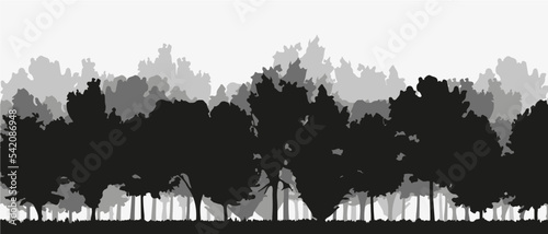 Spruce treeline silhouette landscape. Pine tree silhouette landscape
