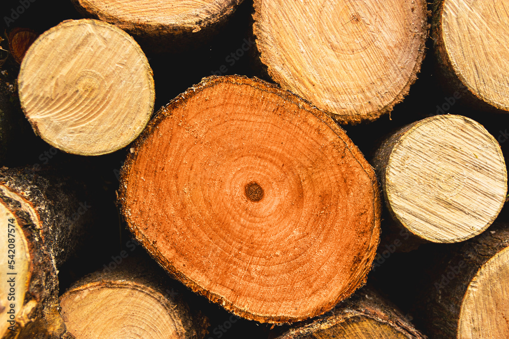 Chopped round logs of firewood close-up, wooden background, tree core.. Wooden natural logs, harvesting firewood for the winter, firewood stacked in a pile. Alternative heat sources Chopped round logs of firewood close-up, wooden background, tree core.. Wooden natural logs, harvesting firewood for the winter, firewood stacked in a pile. Alternative heat sources