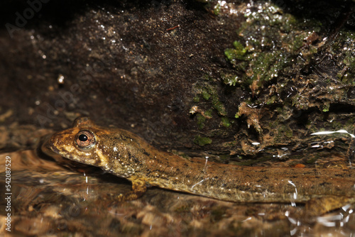 Close up of the face of a Blackbelly salamander (Desmognathus quadramaculatus) in a stream in the mountains of South Carolina. 