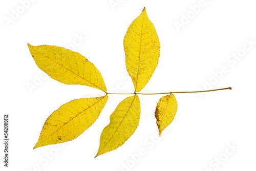close up on yellow leaves twig isolated on white background