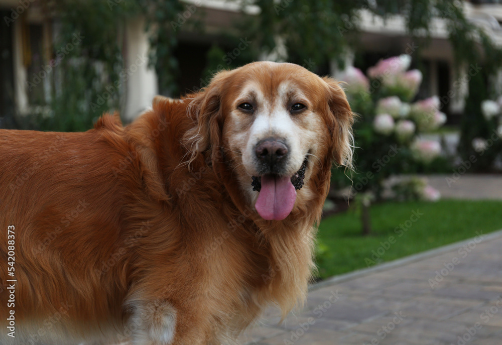 Beautiful golden retriever on city street, closeup. Dog walking