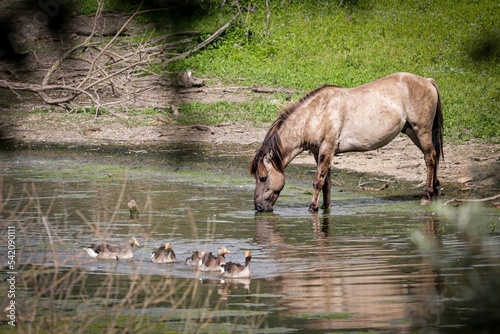 Konik horse drinking water from a lake