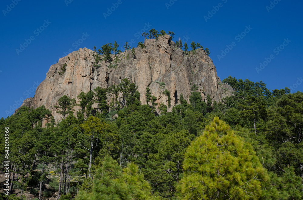 Morro de Pajonales cliff and forest of Canary island pine Pinus canariensis. Natural Reserve of Inagua. Tejeda. Gran Canaria. Canary Islands. Spain.