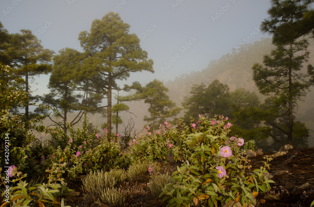 Forest of Canary Island pine Pinus canariensis with Cistus horrens thicket in bloom. Reserve of Inagua. Tejeda. Gran Canaria. Canary Islands. Spain.