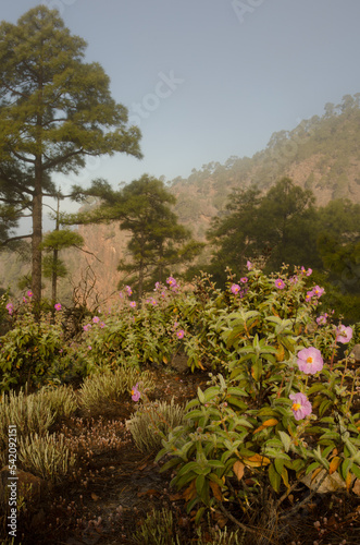 Forest of Canary Island pine Pinus canariensis with Cistus horrens thicket in bloom. Reserve of Inagua. Tejeda. Gran Canaria. Canary Islands. Spain.