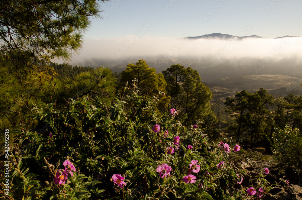 Forest of Canary Island pine Pinus canariensis with Cistus horrens thicket in bloom. Natural Reserve of Inagua. Gran Canaria. Canary Islands. Spain. Forest of Canary Island pine Pinus canariensis with Cistus horrens thicket in bloom. Natural Reserve of Inagua. Gran Canaria. Canary Islands. Spain.