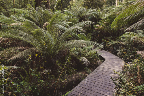 Path the Great Otways national park  Victoria