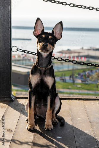 Canvas-taulu Miniature Pinscher
