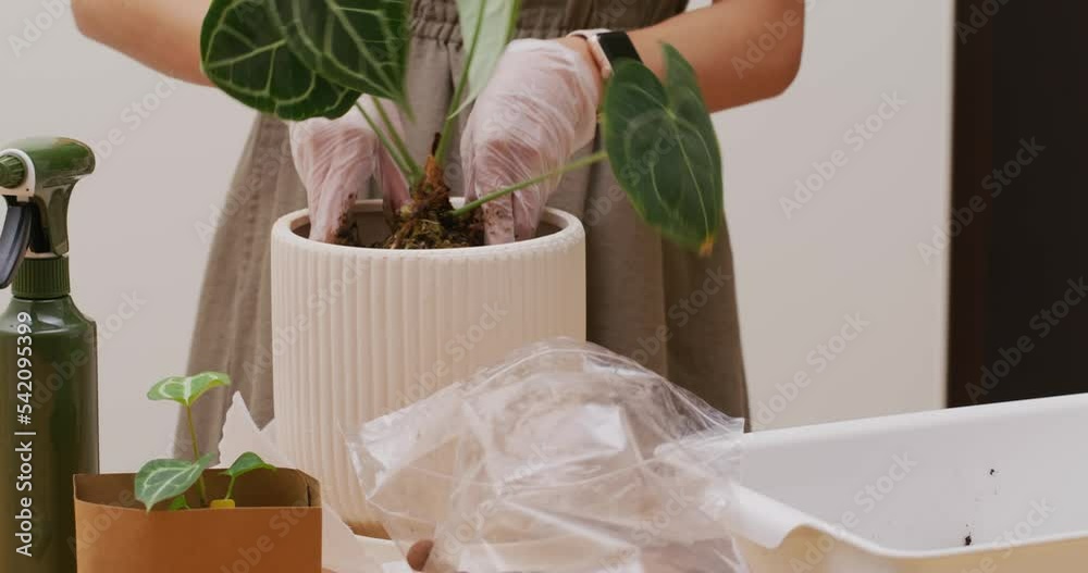 Woman put her plant into a pot at home