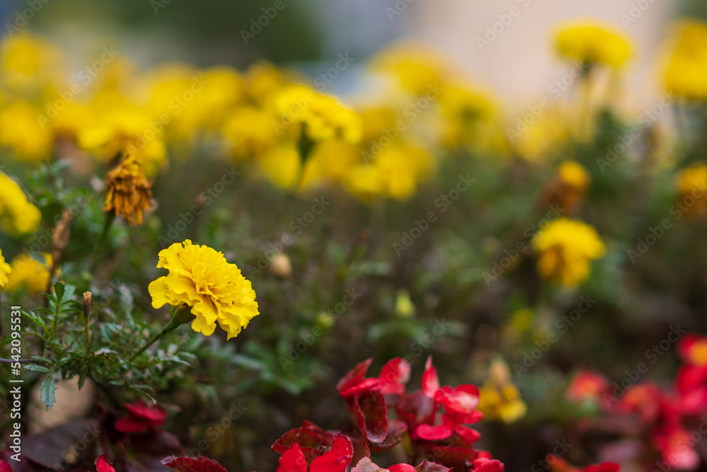 Blooming yellow marigolds, flower bed with selective focus and blurred background as copy space Blooming yellow marigolds, flower bed with selective focus and blurred background as copy space