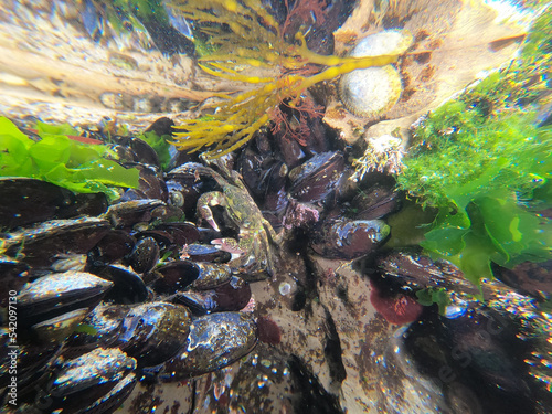 Striped shore crab on a group of California mussels in a tidepool in Santa Cruz, California.  photo