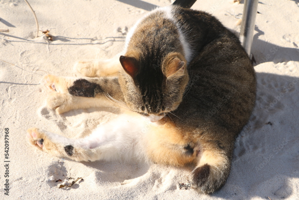 Fototapeta premium 石垣島の野良猫