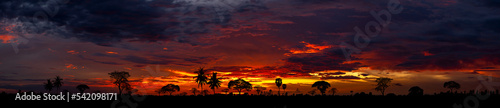 Panorama minimal Trees silhouette and sunset.Tropical orange sunrise with trees palmtrees silhouettes and dramatic orange sky.Tropical sunset dark sky from indonesia Thailand ASIA.