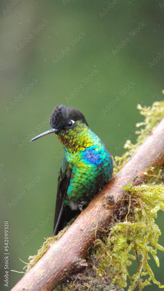 Fototapeta premium Fiery-throated hummingbird (Panterpe insignis) perched on a mossy branch at the high altitude Paraiso Quetzal Lodge, outside of San Jose, Costa Rica