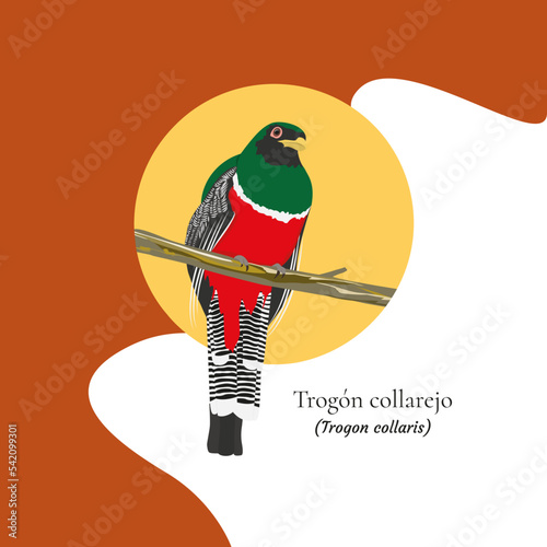 Collared Trogon bird, tropical bird from central and south america