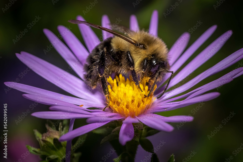 Profile view of a Common Eastern Bumble Bee, (Bombus impatiens) happily feasting on the nectar of a purple aster. Raleigh, North Carolina. - obrazy, fototapety, plakaty 
