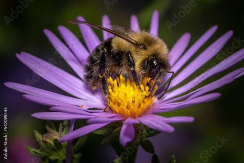 Profile view of a Common Eastern Bumble Bee, (Bombus impatiens) happily feasting on the nectar of a purple aster. Raleigh, North Carolina.